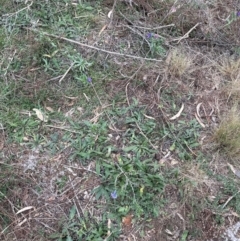 Echium vulgare at Greenway, ACT - 4 May 2024 10:56 AM