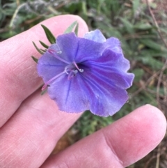 Echium vulgare at Greenway, ACT - 4 May 2024 10:56 AM