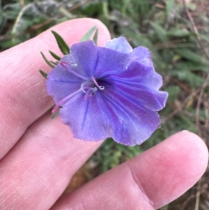 Echium vulgare at Greenway, ACT - 4 May 2024 10:56 AM