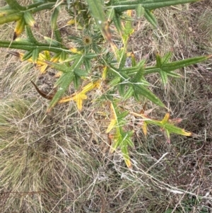 Cirsium vulgare at Greenway, ACT - 4 May 2024