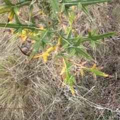 Cirsium vulgare (Spear Thistle) at Greenway, ACT - 4 May 2024 by lbradley
