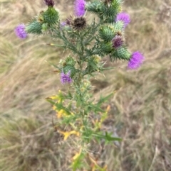 Cirsium vulgare at Greenway, ACT - 4 May 2024