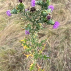 Cirsium vulgare at Greenway, ACT - 4 May 2024 10:58 AM