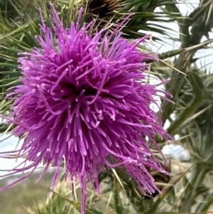 Cirsium vulgare at Greenway, ACT - 4 May 2024 10:58 AM