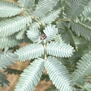 Acacia baileyana at Greenway, ACT - 4 May 2024