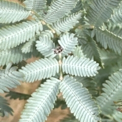 Acacia baileyana (Cootamundra Wattle, Golden Mimosa) at Greenway, ACT - 4 May 2024 by lbradley