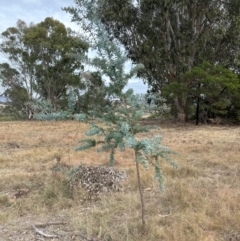 Acacia baileyana at Pine Island to Point Hut - 4 May 2024