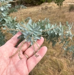 Acacia baileyana at Pine Island to Point Hut - 4 May 2024