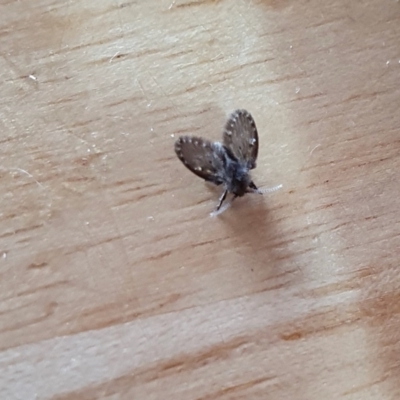 Psychodidae sp. (family) (Moth Fly, Drain Fly) at Rugosa - 2 May 2024 by SenexRugosus