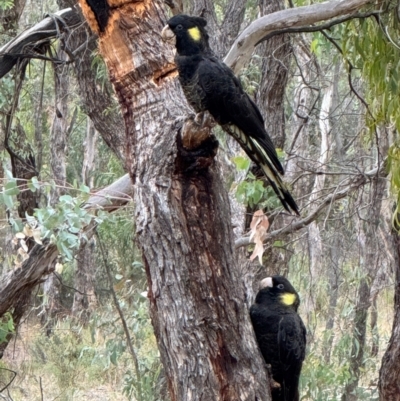 Zanda funerea (Yellow-tailed Black-Cockatoo) at Mount Majura - 3 May 2024 by Louisab