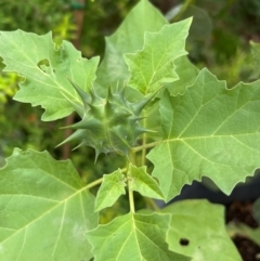 Datura ferox (Fierce Thornapple, Longspine Thornapple) at Macquarie, ACT - 3 May 2024 by MikiDee