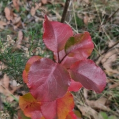 Pyrus ussuriensis (Manchurian Pear) at Bruce Ridge to Gossan Hill - 4 May 2024 by trevorpreston