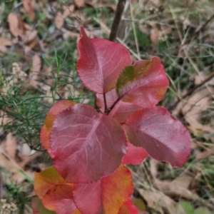 Pyrus ussuriensis at Bruce Ridge to Gossan Hill - 4 May 2024 11:03 AM