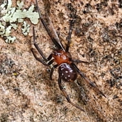 Habronestes sp. (genus) (An ant-eating spider) at Bruce Ridge to Gossan Hill - 4 May 2024 by trevorpreston