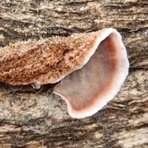 Xylobolus illudens at Bruce Ridge to Gossan Hill - 4 May 2024 10:56 AM