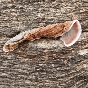 Xylobolus illudens at Bruce Ridge to Gossan Hill - 4 May 2024 10:56 AM