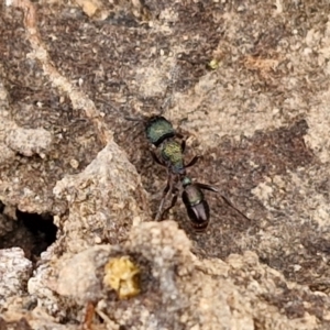 Rhytidoponera metallica at Bruce Ridge to Gossan Hill - 4 May 2024 10:55 AM