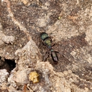 Rhytidoponera metallica (Greenhead ant) at Bruce Ridge to Gossan Hill by trevorpreston