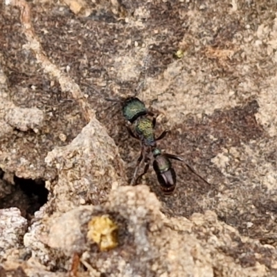 Rhytidoponera metallica (Greenhead ant) at Bruce Ridge to Gossan Hill - 4 May 2024 by trevorpreston