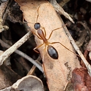 Camponotus consobrinus (Banded sugar ant) at Bruce Ridge to Gossan Hill by trevorpreston