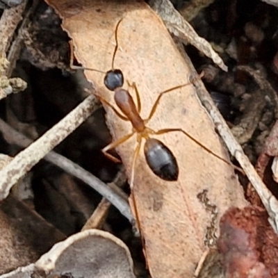 Camponotus consobrinus (Banded sugar ant) at Bruce, ACT - 4 May 2024 by trevorpreston