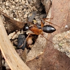 Camponotus consobrinus at Bruce Ridge to Gossan Hill - 4 May 2024 10:55 AM