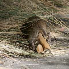 Isoodon obesulus obesulus (Southern Brown Bandicoot) at Kambah, ACT - 2 May 2024 by DPRees125