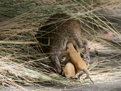 Isoodon obesulus obesulus (Southern Brown Bandicoot) at Tidbinbilla Nature Reserve - 2 May 2024 by DPRees125