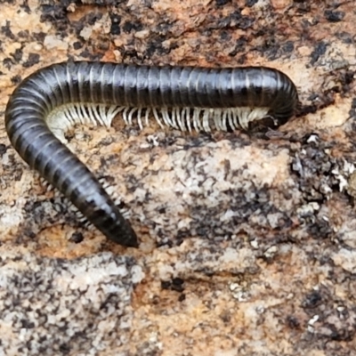 Ommatoiulus moreleti (Portuguese Millipede) at Bruce, ACT - 4 May 2024 by trevorpreston