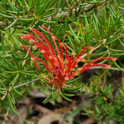 Grevillea juniperina subsp. fortis (Grevillea) at Gossan Hill - 4 May 2024 by trevorpreston