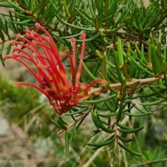 Grevillea juniperina subsp. fortis at Bruce Ridge to Gossan Hill - 4 May 2024