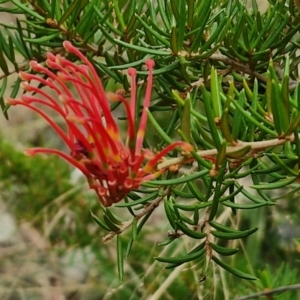 Grevillea juniperina subsp. fortis at Bruce Ridge to Gossan Hill - 4 May 2024