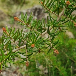 Grevillea juniperina subsp. fortis at Bruce Ridge to Gossan Hill - 4 May 2024