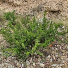 Grevillea juniperina subsp. fortis at Bruce Ridge to Gossan Hill - 4 May 2024