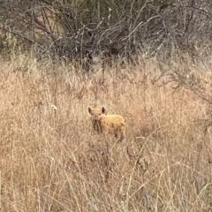 Sus scrofa (Pig (feral)) at Tharwa, ACT - 4 May 2024 by Shazw