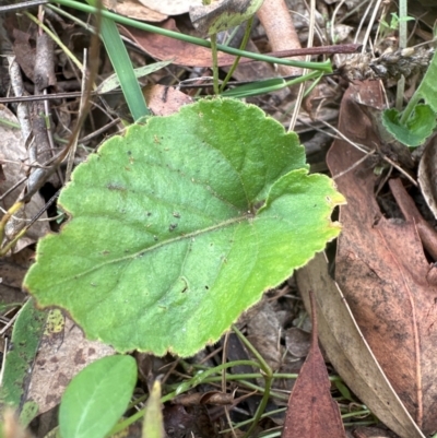 Viola odorata (Sweet Violet, Common Violet) at Higgins Woodland - 4 May 2024 by lbradley