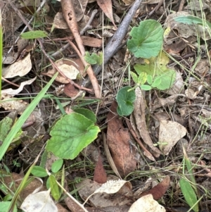 Viola odorata at Higgins Woodland - 4 May 2024