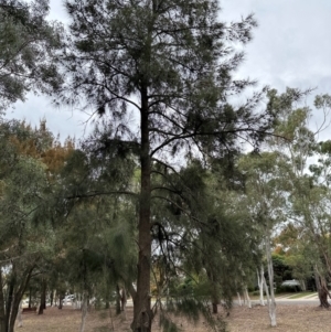 Casuarina cunninghamiana subsp. cunninghamiana at Higgins, ACT - 4 May 2024 12:08 PM