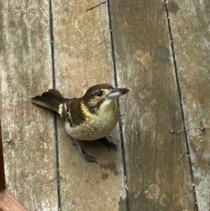 Cracticus torquatus at QPRC LGA - 4 May 2024