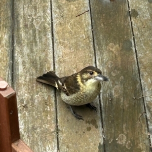 Cracticus torquatus at QPRC LGA - 4 May 2024