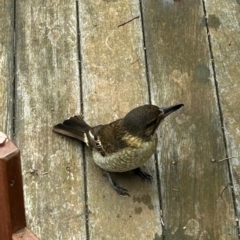 Cracticus torquatus at QPRC LGA - 4 May 2024