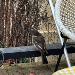 Cracticus torquatus at QPRC LGA - 4 May 2024