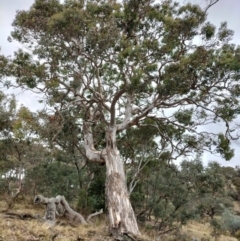 Eucalyptus polyanthemos subsp. polyanthemos at QPRC LGA - 4 May 2024 by AmandaC