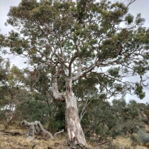 Eucalyptus polyanthemos subsp. polyanthemos at suppressed by AmandaC