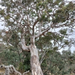 Eucalyptus polyanthemos subsp. polyanthemos at QPRC LGA - suppressed