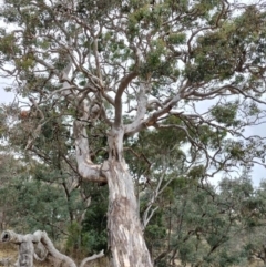Eucalyptus polyanthemos subsp. polyanthemos at QPRC LGA - 4 May 2024