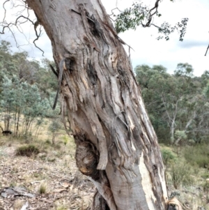 Eucalyptus polyanthemos subsp. polyanthemos at QPRC LGA - 4 May 2024