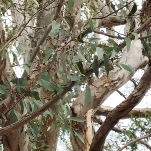 Eucalyptus polyanthemos subsp. polyanthemos at suppressed - 4 May 2024