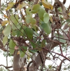 Eucalyptus polyanthemos subsp. polyanthemos at QPRC LGA - suppressed