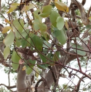 Eucalyptus polyanthemos subsp. polyanthemos at QPRC LGA - suppressed